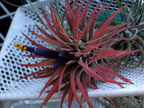 T. ionantha (Rubra)