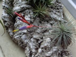 T. fuchsii (gracillis)